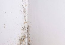 Plijesan je veoma štetna po zdravlje: samo poprskajte ovo ulje i nikada više nećete vidjeti buđ u svom domu!