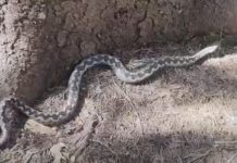 AKO VIDITE ZMIJU U DVORIŠTU, SAMO OVAJ ZAČIN ĆE VAS SPASITI OD NJE ….