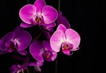 TRIK DA ORHIDE TRAJU VJEČNO: Nikada nisu bile tako bujne i snažne!!!