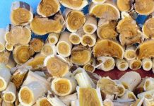 BIO SAM NA SAMRTI,NA DIJALIZI,I OVO DRVO ME PODIGLO IZ MRTVIH,DOKTORI NISU VJEROVALI,100 % DJELUJE,A NIJE SKUPO