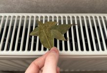 Moja baka stavi lovorov list na radijator u spavaćoj sobi, jer se vjeruje da rješava ovaj problem u kućanstvu.