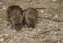 OVAJ JAK MIRIS TJERA MIŠEVE KAO OD ŠALE: Razbježaće se na sve stane, NEĆE ZNATI ŠTA IH JE SNAŠLO