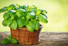 ČISTI DISAJNE PUTEVE, SKIDA NASLAGE SA PLUĆA: Čaj od ovog začina je čisto zlato, potrebna je jedna šolja dnevno!