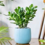 Drvo-novca-1-768×430