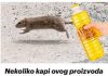 Nekoliko kapi ovog proizvoda će vam pomoći da TRAJNO otjerate miševe iz kuće: Slijedite OVU proceduru!