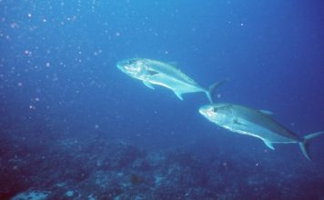 OBRATITE PAŽNJU KADA KUPUJETE TUNJEVINU: Ako vidite ovaj znak na konzervi to znači da je riba ulovljena u radioaktivnim vodama