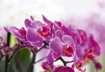 Koristila sam ovaj poznati začin za svoju orhideju, dobila je više od 20 cvjetova i NARASLA JE OGROMNO!
