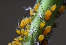 Svekrva se riješila lisnih uši za nekoliko sekundi: biljke koje uzgaja toliko su zdrave da su joj čak i susjedi zavidni