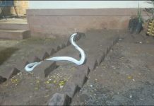 Ako imate jednu od ove tri biljke, zmije se nikada neće približiti vašem domu: pobjeći će od njih jer nisu normalne