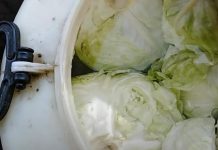 STARE ŽENE KISELE KUPUS NA NAJBOLJI NAČIN: Ne kvari se, a traje do sledećeg leta – 3 saveta su najbitnija