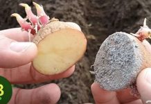 Nikad ne sadite krompir bez toga: Siguran put da udvostručite prinos. MJESEC DANA PRIJE SADNJE…