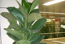 Zato svaka biljka cvjeta i raste kao luda (ružne biljke postaju lijepe)