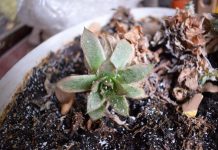 Čirevi, Bradavice, Upalne Akne I Pege Mogu Postati Deo Prošlosti …