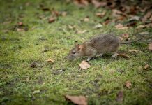 Sa samo tri kapi možete zauvijek eliminirati miševe i štakore!