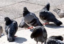 EVO KAKO DA OTJERATE GOLUBOVE OD VAŠE KUĆE ZAUVIJEK: Samo ovo vam je potrebno