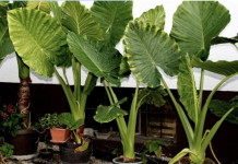 U svakom domu raste Adam: brzorastuća biljka koja “plače” kada se dogodi u kući!