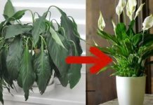 Samo jedna kasika i Spathiphyllum nevjerovatno ce cvjetati!!