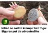 Nikad ne sadite krompir bez toga: Siguran put da udvostručite prinos. MJESEC DANA PRIJE SADNJE…