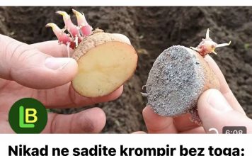 Nikad ne sadite krompir bez toga: Siguran put da udvostručite prinos. MJESEC DANA PRIJE SADNJE…