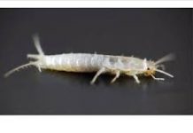 Buba, koja se često smatra bezopasnom kada se uoči u kući, krije surovu stvarnost