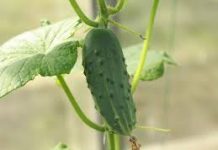 Evo vodiča korak po korak koji će vam pomoći da uzgajate zdrave krastavce, čak i u vrtnim sanducima!