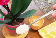 Nahranite je OVAKO i orhideja će cvjetati kao luda, obilno i dugotrajno