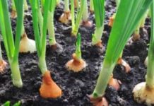 Pri sadnji luka uvijek dodajem OVO, zato su glavice uvijek krupne..