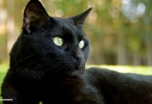 Ako vam je na kućni prag došla nepoznata mačka, to znači samo jedno – PRIPREMITE SE