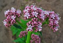 Ni stres ni nesanica: Svako veče popijte čaj od ove biljke za nikad bolji san