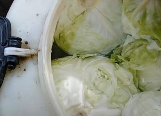 STARE ŽENE KISELE KUPUS NA NAJBOLJI NAČIN: Ne kvari se, a traje do sledećeg leta – 3 saveta su najbitnija