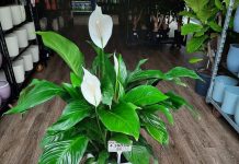 Dovoljna je bila JEDNA kašika: SPATIFILUM je čudesno dao puno cvijeća u samo nekoliko dana