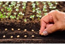 POPIS POVRĆA koje možete sijati u Februaru i koje će vam DONIJETI ranu berbu!