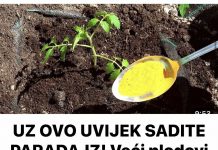 UZ OVO UVIJEK SADITE PARADAJZ! Veći plodovi bez bolesti..