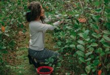 1 ŽLICA NAVEČER I TO JE TO!!! Trbuh odlazi za 3 dana, bokovi za tjedan dana…