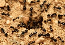 Sa samo jednom kapljicom, možete učiniti da mravi trenutno nestanu – nevjerojatno učinkovit trik za vaš dom!