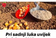 Pri sadnji luka uvijek dodajem OVO, zato su glavice uvijek krupne.