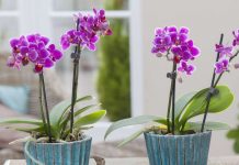 SIPAO SAM OVO NA KORIJENJE! Odjednom je orhideja procvjetala samnogo grana i pustila zdravo korijenje