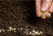 POPIS POVRĆA koje možete sijati uFebruaru i koje će vam DONIJETI ranu berbu!