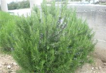 STARO RIMSKO VJEROVANJE KAŽE DA JE SVAKI DOM KOJI IMA OVU BILJKU ZAŠTIĆEN: Zle sile će ga zaobići u velikom luku