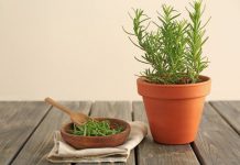 Grančica ove biljke rješava ogroman problem u spavaćoj sobi, ali samo ako je stavite kod prozora