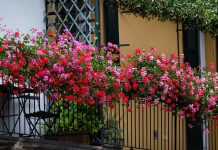 Posadite ovo cveće u februaru, imaćete najlepši balkon: Bujaće kao ludo sve do jeseni