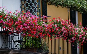 Posadite ovo cveće u februaru, imaćete najlepši balkon: Bujaće kao ludo sve do jeseni