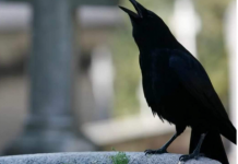 SIGNALI KOJE PREMINULE OSOBE ŠALJU: Poznati medij tvrdi da je to ZNAK da su tu i da nam žele nešto poručiti