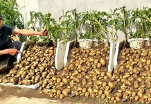 Nikada više ne moram da kupujem krompir, EVO kako ja uzgajam krompir A DA NIŠTA NE RADIM