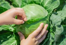 Pogledajte kako se pravi oblog za pluća od kupusa. Sve imate u kući.