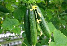 PORED KRASTAVACA NE SMEJU DA SE NAĐU OVE 3 BILJKE: Usporiće im rast i od njih neće ostati ništa!