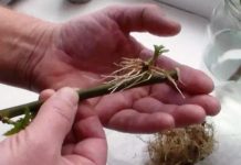 SAMO 1 kašičica na litar vode, pa čak i suhi štap će se ukorijeniti: Stari vrtlarski TRIK!