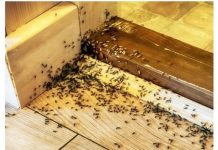 Spriječite im ulazak u dom: Mravi mrze miris ovog predmeta