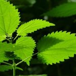 466795_stinging-nettle-6505057-1920_f