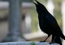 SIGNALI KOJE PREMINULE OSOBE ŠALJU: Poznati medij tvrdi da je to ZNAK da su tu i da nam žele nešto poručiti